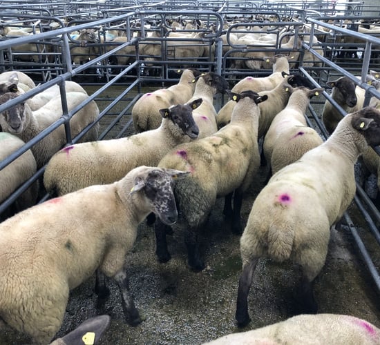 Breeding sales: Strong demand for hoggets