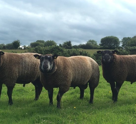 Irish Blue Texel Society gears up for 2nd annual sale this weekend