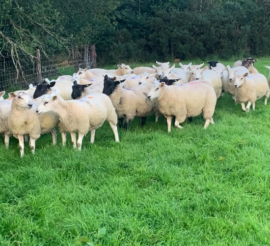 What weight should my ewe lambs be at breeding?