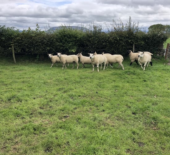 What can I do to tighten up the lambing period?