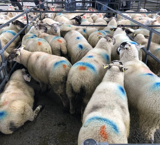Sheep marts: Heavy lambs remain scarce