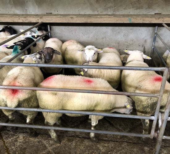 Sheep trade: Lamb prices see an increase of 10-20c/kg