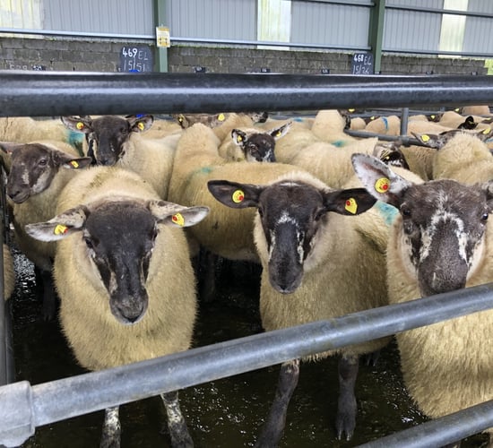 Breeding sales: Ewe lambs catch the eye across marts