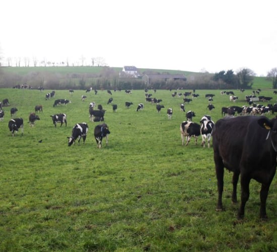 Grassland management: Tips for grazing during poor weather conditions