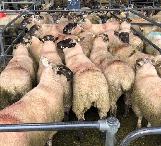 ICSA urges sheep farmers to attend crisis meeting