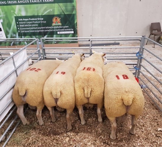 Texel ram comes out on top at the Big Boy Ram Sale