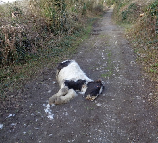 Illegal animal dumping: 'People should not be doing this in a modern society'