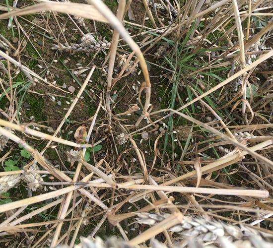 Harvest update: Some combines dash to the field