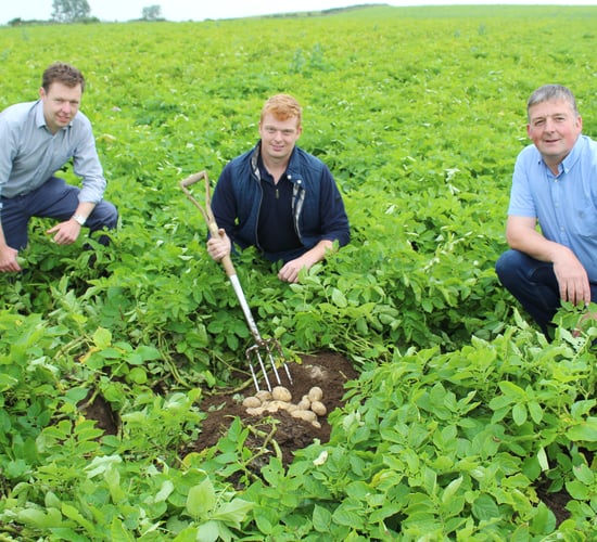 Lockdown leads to resurgence in potato consumption across NI