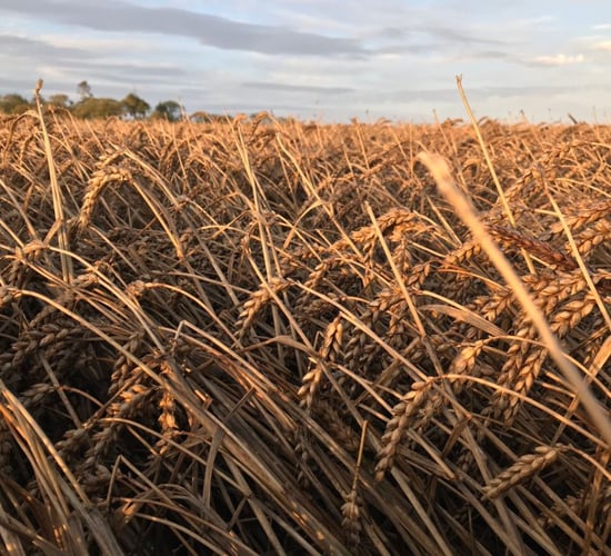 Tillage sector now looking at a collapse in farm income - IFA