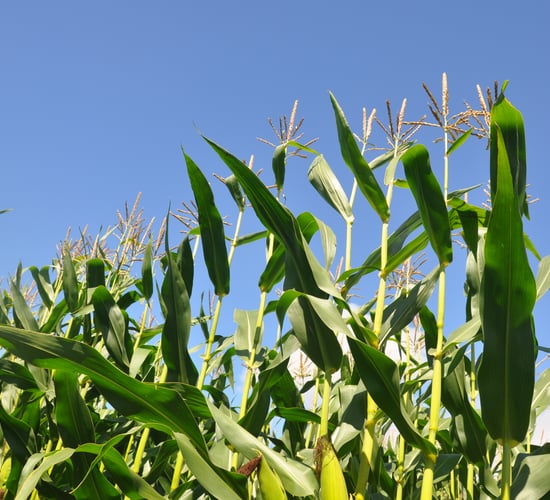 Maize is an important forage to preserve
