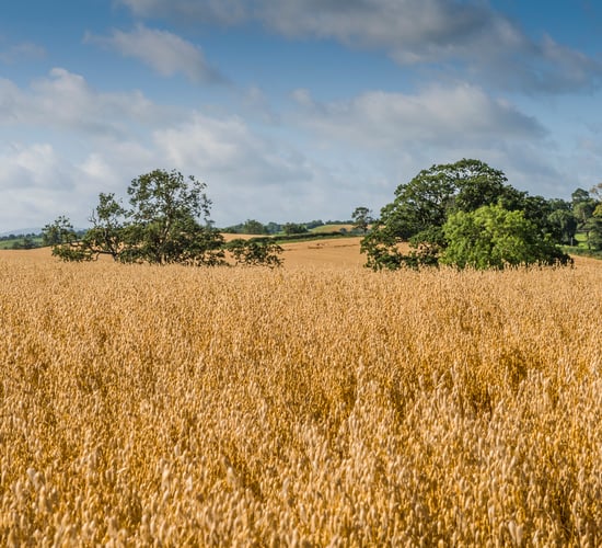 White’s Oats secures £500,000 deal with online supermarket