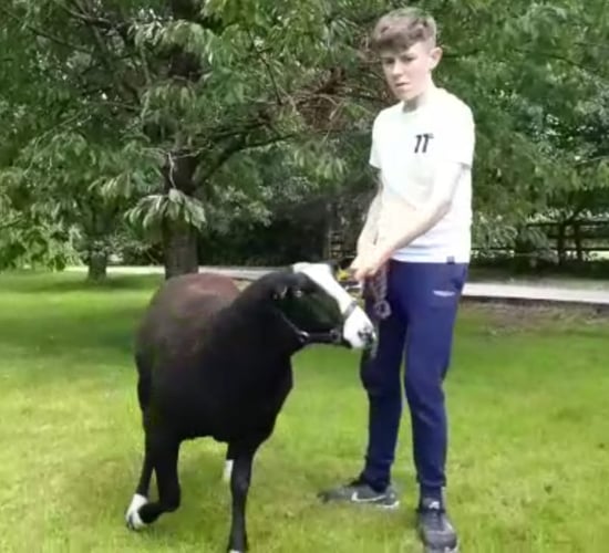Teen's Zwartbles in the picture of 'Village People Portraits'