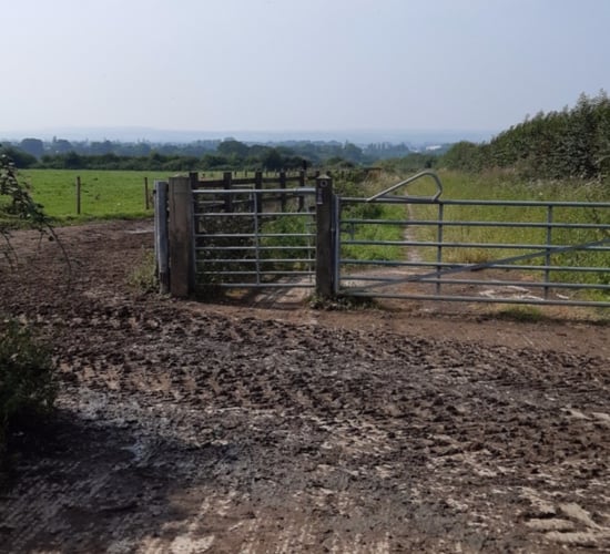 Escaped cow put down after walkers leave gate open