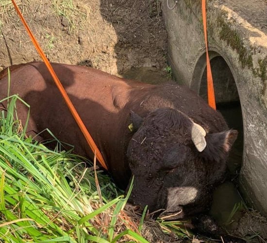 Firefighters called in to rescue 1,000kg bull stuck in ditch