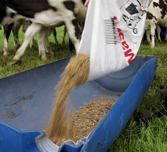 Dairy cost of production index hits trigger point a second time this year