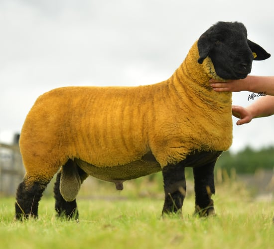 Pics: 62% clearance at pedigree Suffolk sale in spite of Covid-19