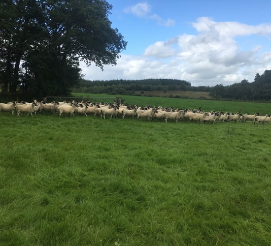 Time to assess your ewes' BCS now