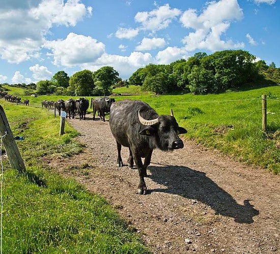 Video: How much did the first ever buffalo calves to go to an Irish mart make?