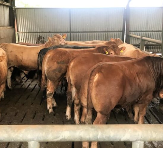 Beef kill falls over 1,200 head as steers see the biggest drop