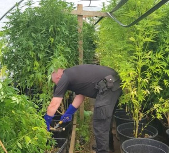 Police seize 'large cultivation' of cannabis plants from farm