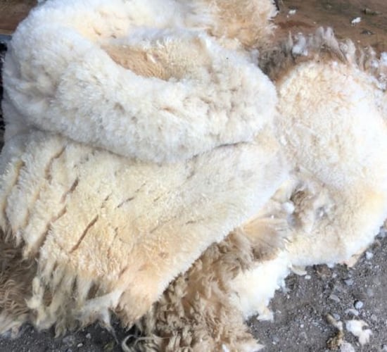 Farmers' views: 'If you had to travel to get rid of the wool you wouldn't get the price of the diesel back'
