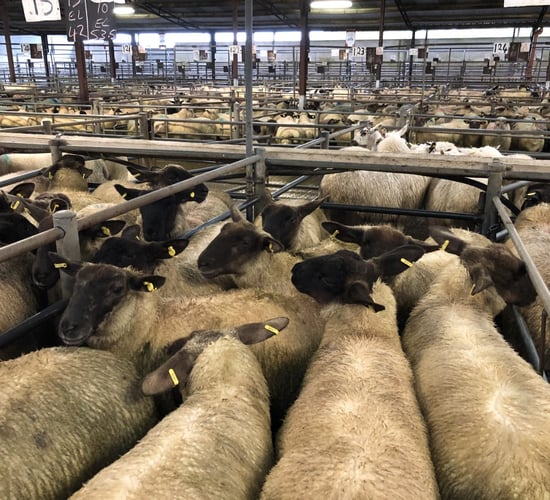 Pics from the mart: Ewe lambs and factory lambs in high demand at Tuam