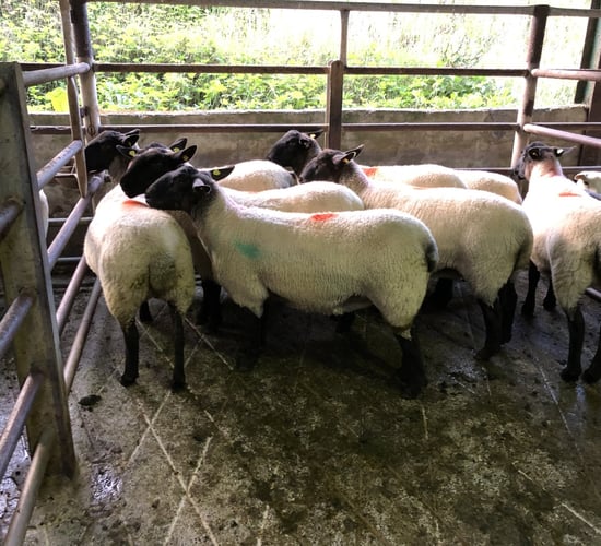 Breeding sales: Suffolk-cross Cheviot ewe lambs make up to €230/head at Stranorlar