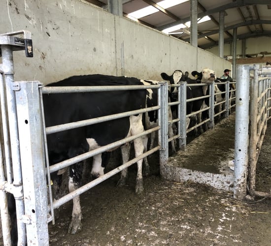 Video: Scanning a 139-cow herd in Co. Clare