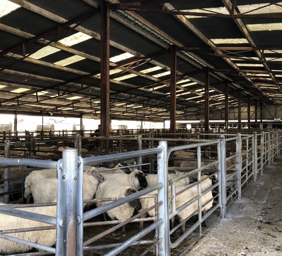 'There is an appetite for sheep at the moment that we haven't seen for a couple of years'