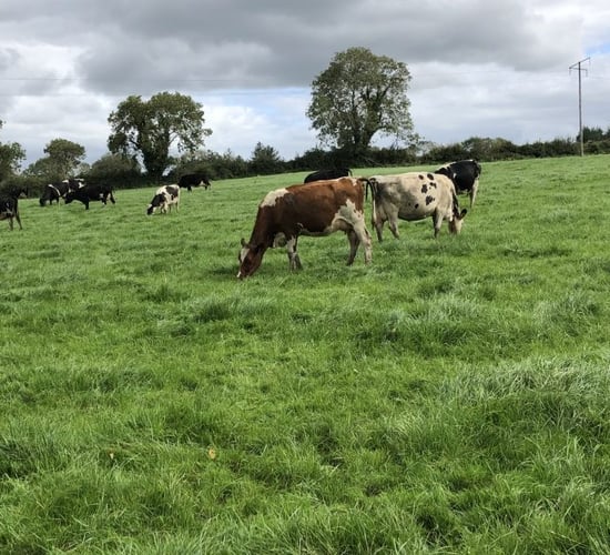 Agricultural input price index down 3% to August 2020
