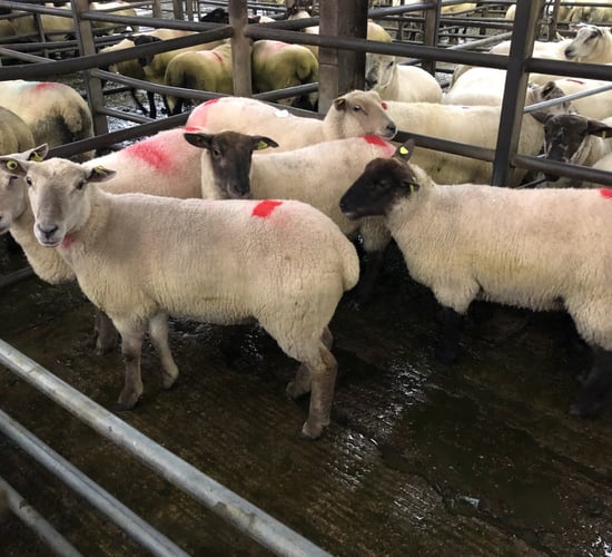 Breeding sales: Hoggets hit €220/head at Borris show and sale