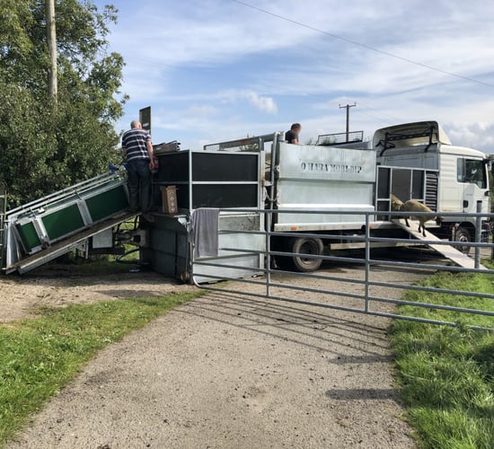 Video: Plunge dipping sheep in Co. Carlow