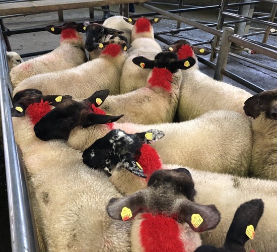 Sheep marts: Factory lamb prices take a hit