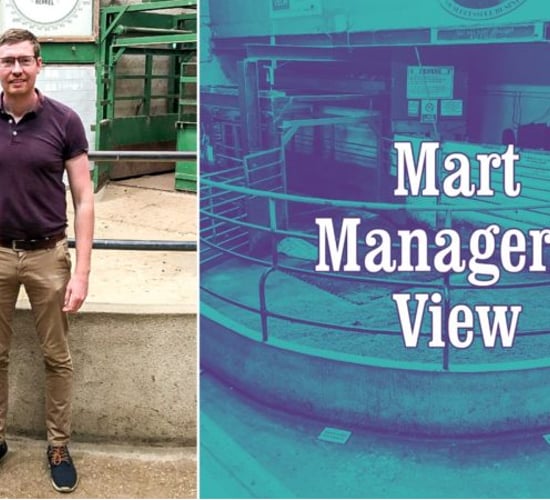 Forward-type cattle were better by €20-30/head - Kevin Murphy