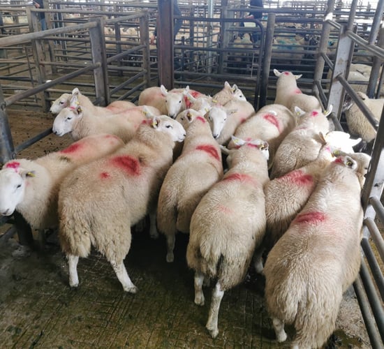 Sheep marts: Trade remains strong across the board