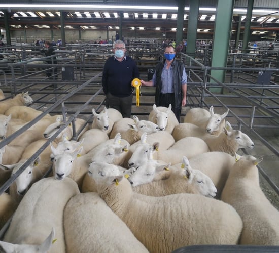 Cheviot hoggets hit €400/head at Blessington Mart