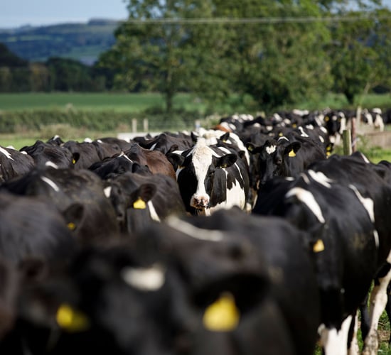Cultivate loan applications worth over €50m in 2023
