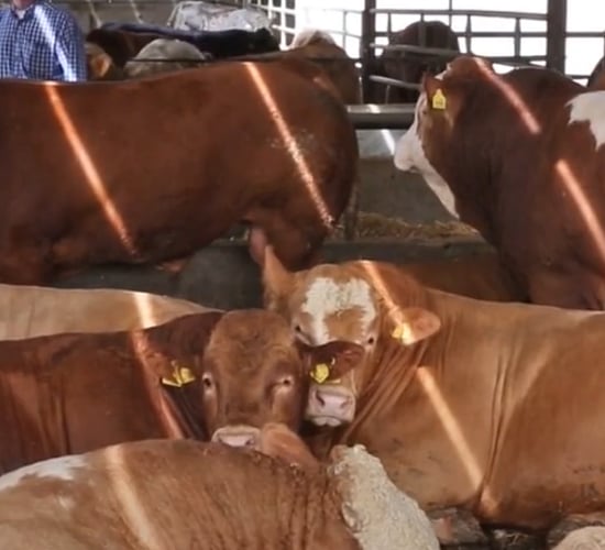 Putting a spring in their step: Reducing lameness in a 200-head bull herd
