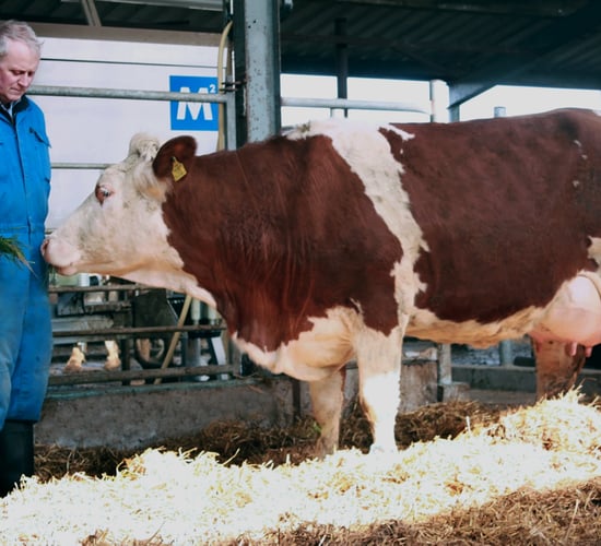 Cow-first approach guides latest innovations for Fullwood Packo