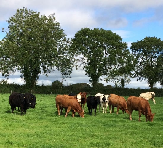 'Smashing farm': 80ac to suit dairy, equestrian or tillage in Co. Kildare