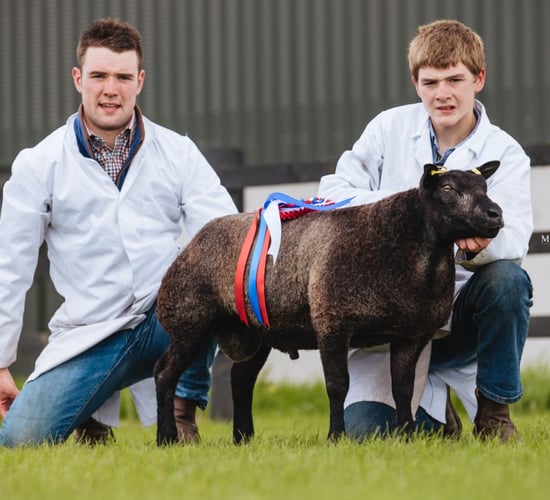 Irish Blue Texel sale: Ewe lamb comes out on top at €1,200
