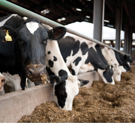 Actisaf increases feed efficiency by 5.5% in high-performing early lactation cows