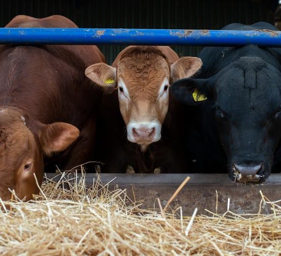 Poor feed efficiency: A hidden expense in finishing beef and lamb
