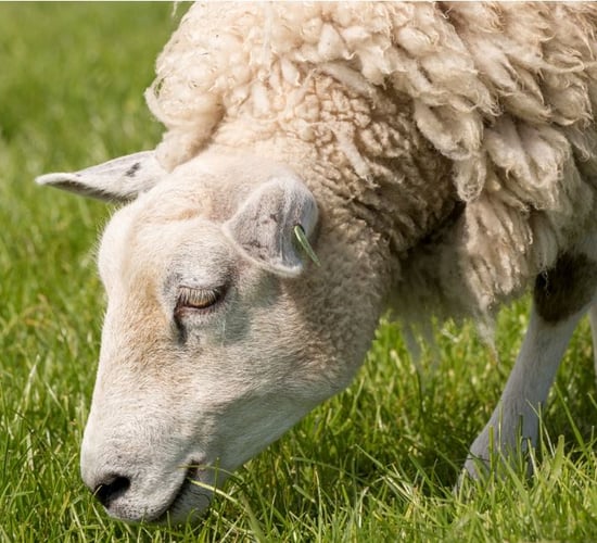 Teagasc Virtual Sheep Week: Grassland management for sheep systems