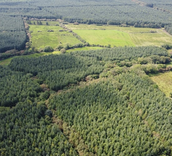 Commercial forest with 'significant volume of maturing timber' on the market