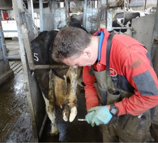 ICFTA launches Declan Kelly hoof-paring bursary