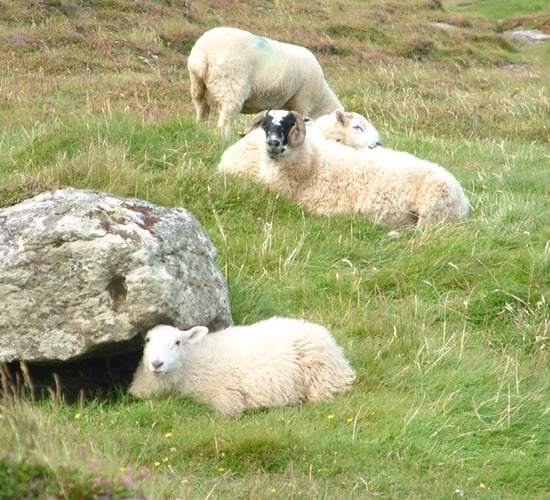 National and EU policy and environment affecting sheep production