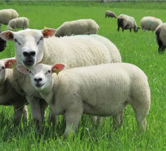 Maintaining high flock health