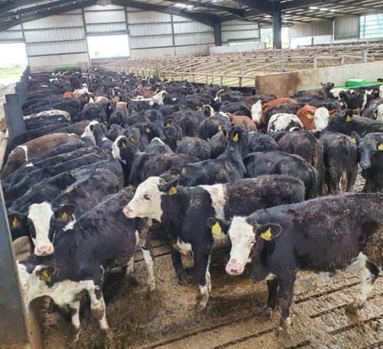 Spring-born bulls and heifers wanted for export